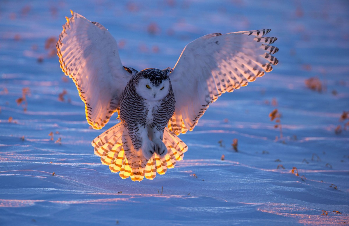 Superb Owl Sunday IX (27 photos)