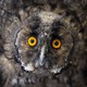 A close view of an owl looking right at the camera, with its wings and feathers puffed up