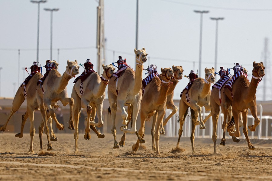 Camels ridden by small robot jockeys run in a race.