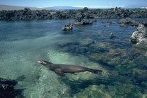 A seal in the water by rocks