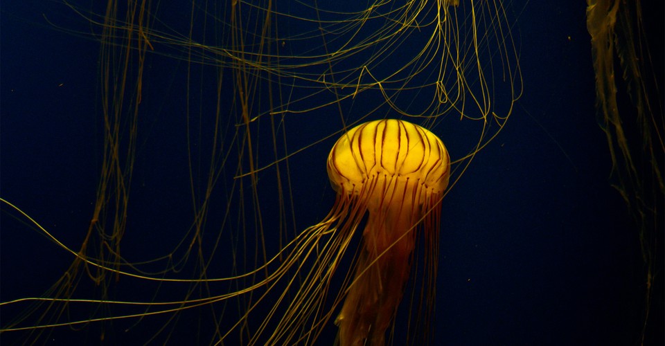 Imagining The Jellyfish Apocalypse The Atlantic