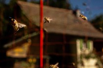 Bees fly around a red pole, with a house and a blue sky out of focus in the background.