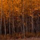 A photo of trees in autumn