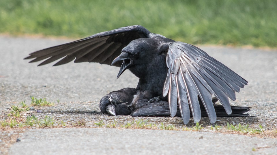 A crow mates with a dead crow