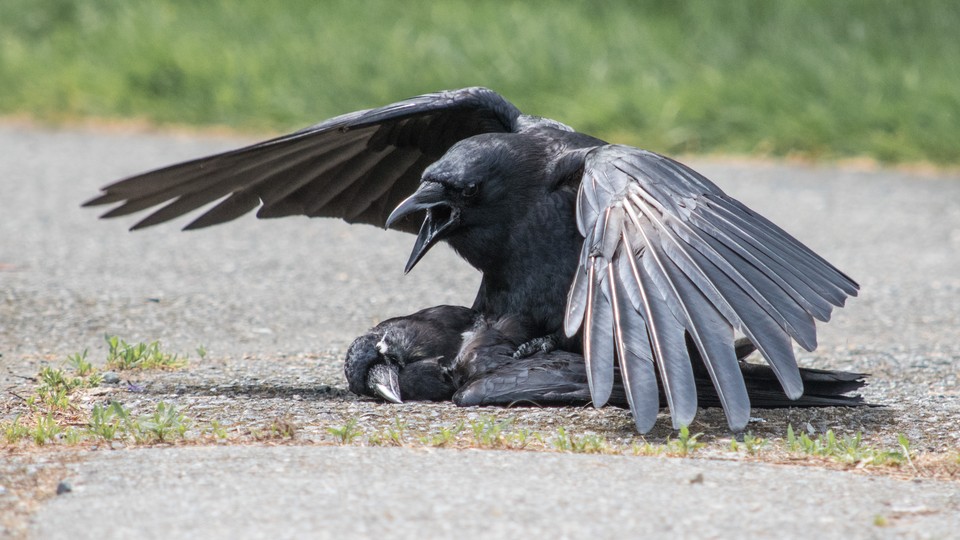 Crows Sometimes Have Sex With Their Dead The Atlantic 