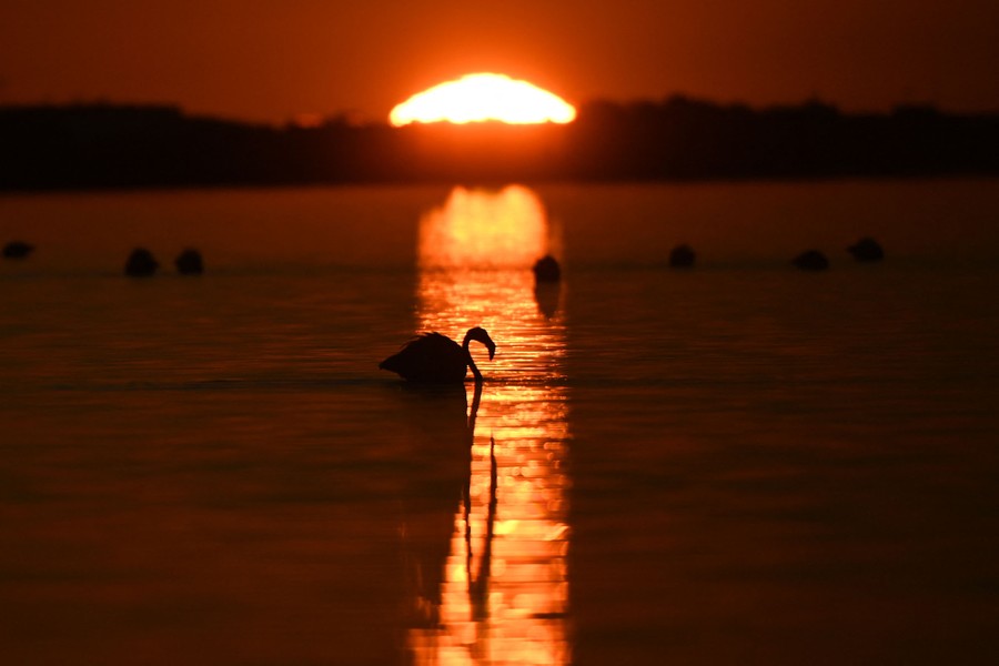 A flamingo in water at sunset