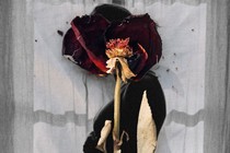 A wilted rose laid over an image of a pregnant woman.