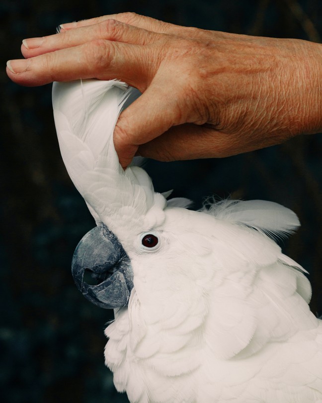 A hand stroking a parrot