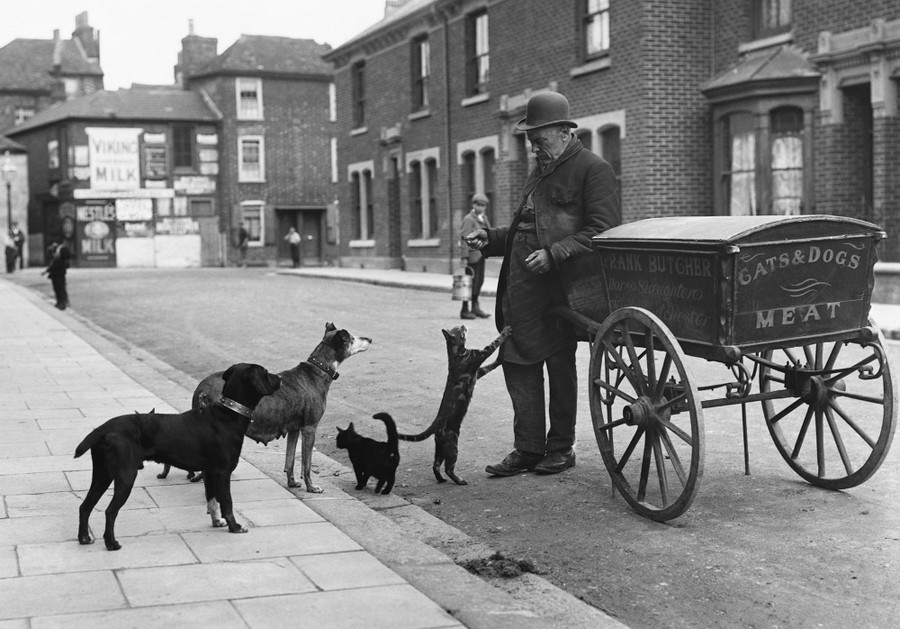 Historic Cat Photos On International Cat Day The Atlantic