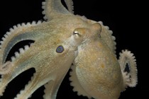 A Californian two-spot octopus