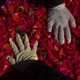 Hands in gloves touching rose petals