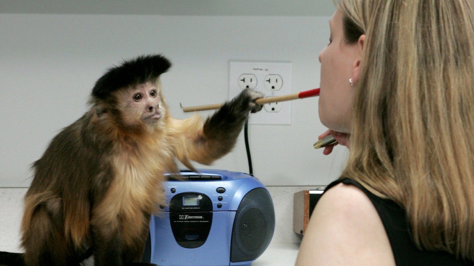 do capuchin monkeys have teeth