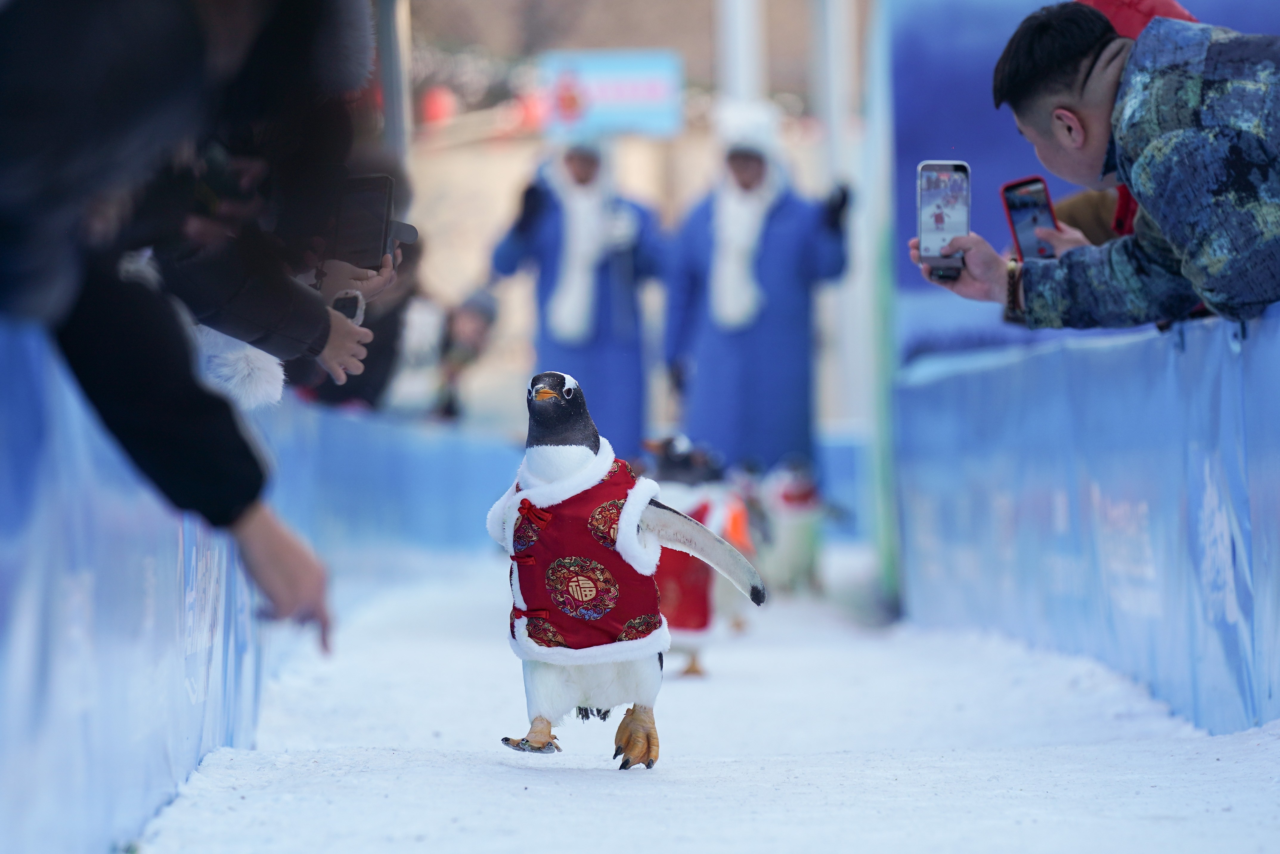 People reach down to greet penguins marching down an aisle. The penguins are dressed in red vests—traditional Chinese costumes.