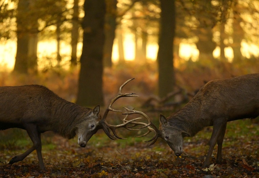 Two deer fight in a forest, clashing their antlers.
