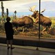 A woman looks at a diorama of Alaska moose at the American Museum of Natural History.