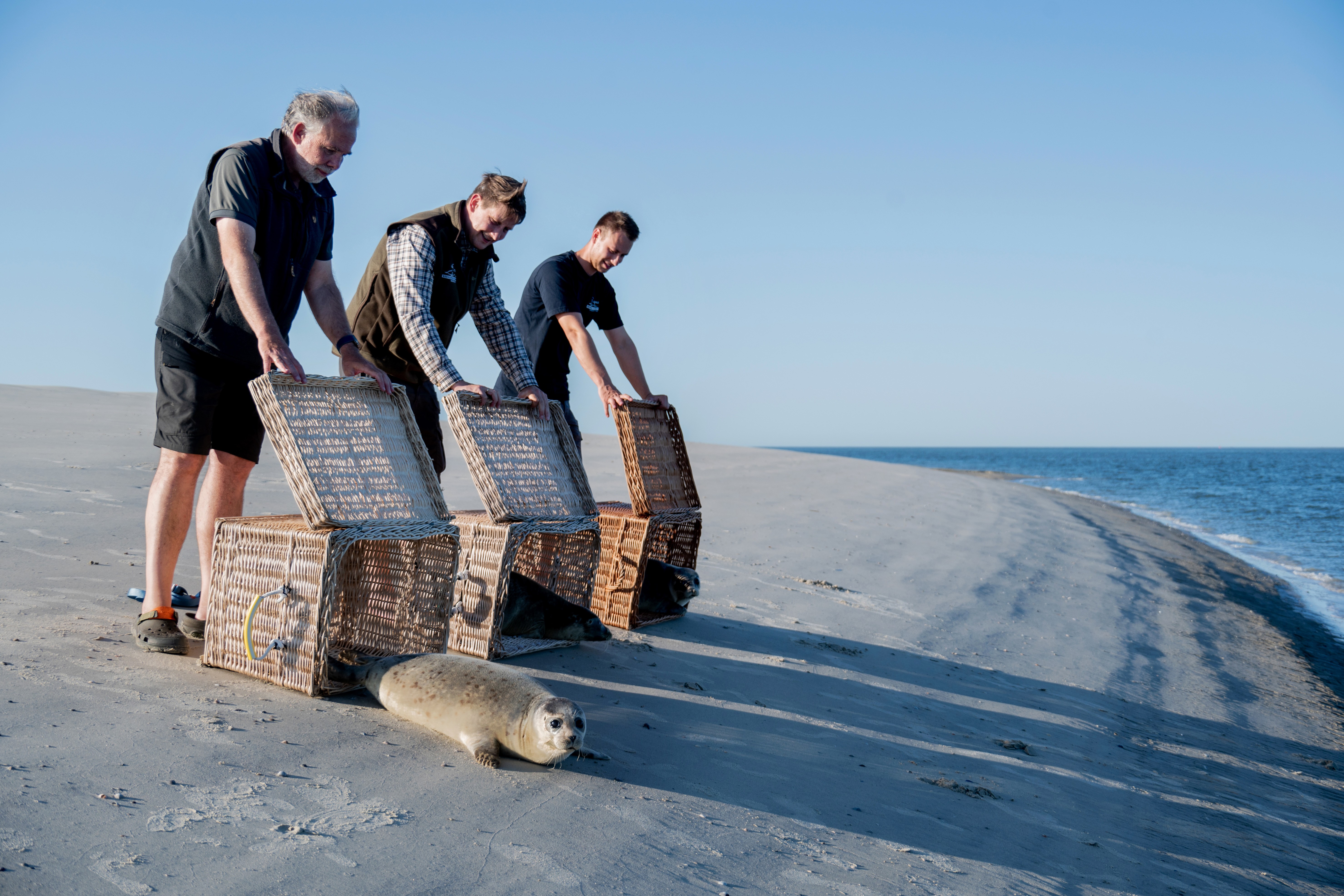 Three seals are released from wicker crates on a beach.
