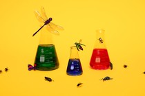 Laboratory flasks surrounded by insects