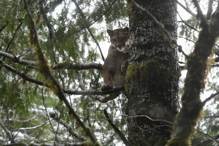 A cougar is seen perched on branches high in a tree.