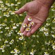 A chamomile plantation