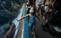 A masked girl touches an aquarium.