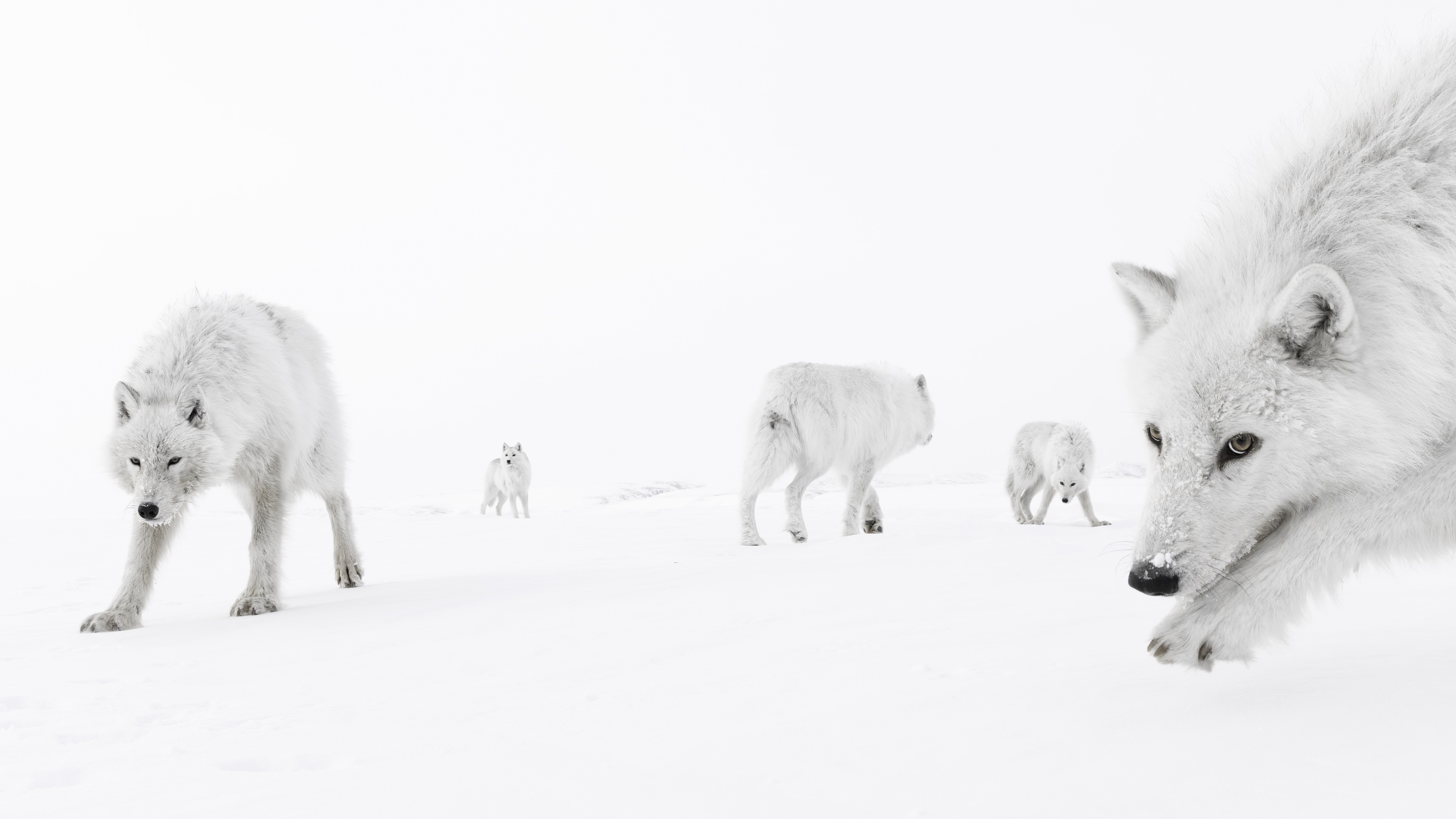 Five white wolves mill about on snow-covered ground.