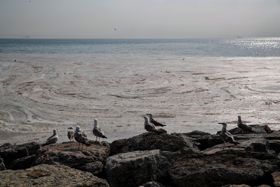 Seagulls stand on the Caddebostan shore, in Asian side of Istanbul, Monday, June 7, 2021, partially covered with marine mucilage, a thick, slimy substance made up of compounds released by marine organisms, in Turkey's Marmara Sea. Turkey's President Recep Tayyip Erdogan promised Saturday to rescue the Marmara Sea from an outbreak of "sea snot" that is alarming marine biologists and environmentalists.