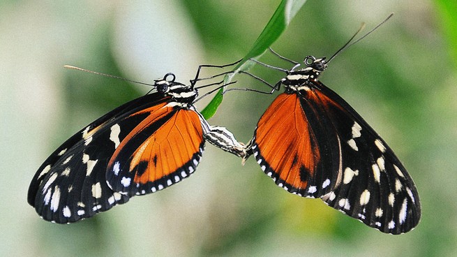 Two butterflies balance on a leaf.