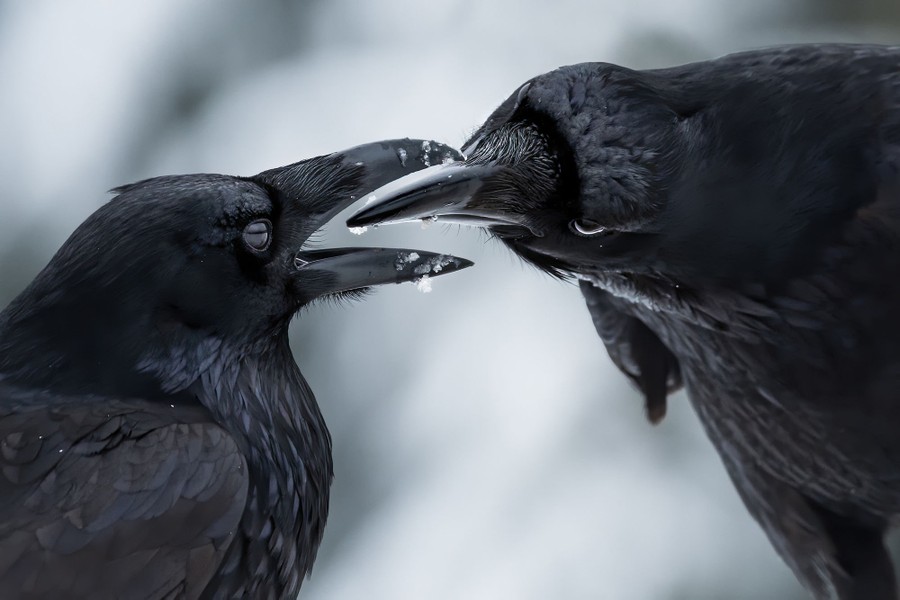 Two ravens groom each other, beak to beak.