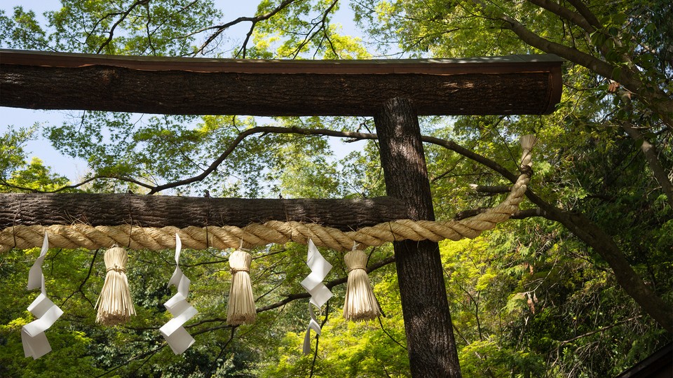 A photograph of the woods in Kyoto