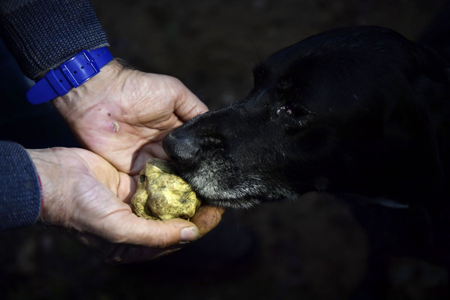A person holds a truffle in their hands, allowing a dog to sniff it.