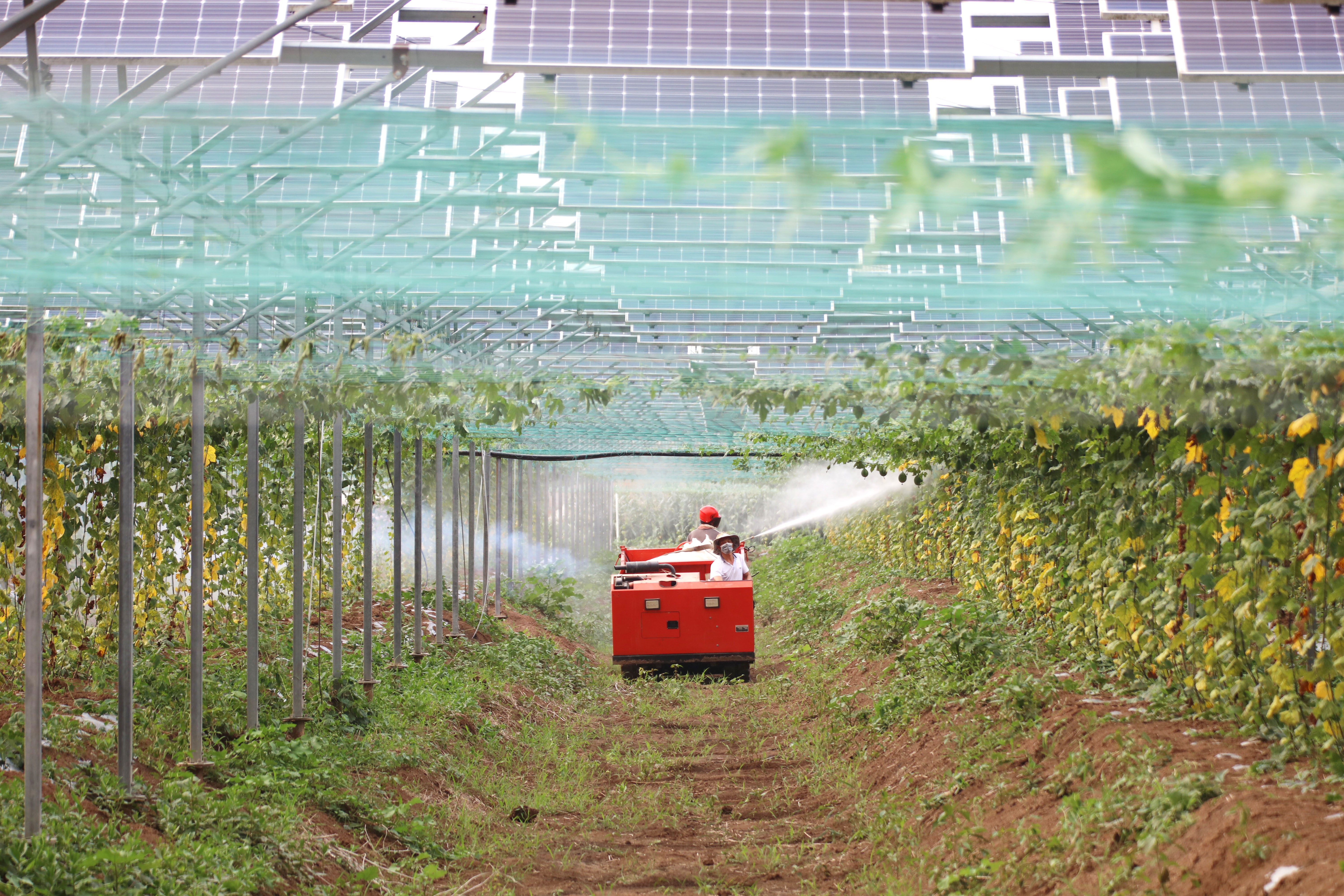 Workers tend to herbs grown beneath solar panels.