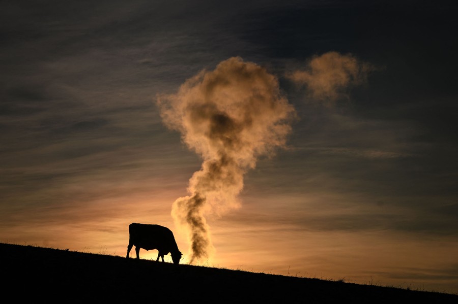 A cow grazes on a hill at sunrise.