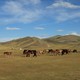 Horses in a steppe