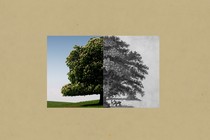 on the left, a color rendering of an American chestnut tree; on the right, a grainy black and white image of an American chestnut tree; the two images are joined in the middle at the trees' trunk