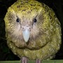 A kakapo looks straight into the camera.