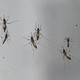 Mosquitoes on glass pane