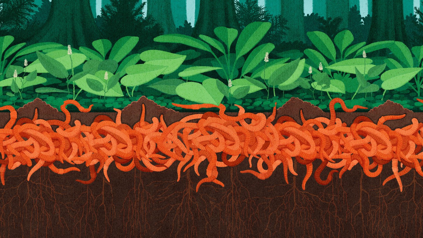 An illustration of a mass of worms beneath a forest.