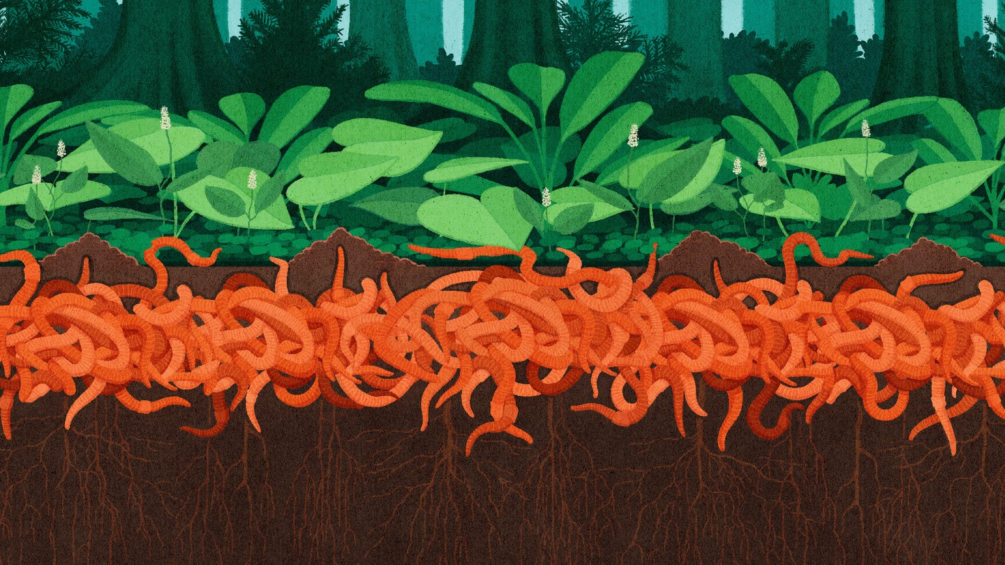 Jumping Worms Are Taking Over North American Forests - The Atlantic