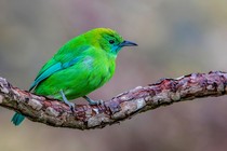A bright-green blue-winged leafbird of Southeast Asia rests on a branch.