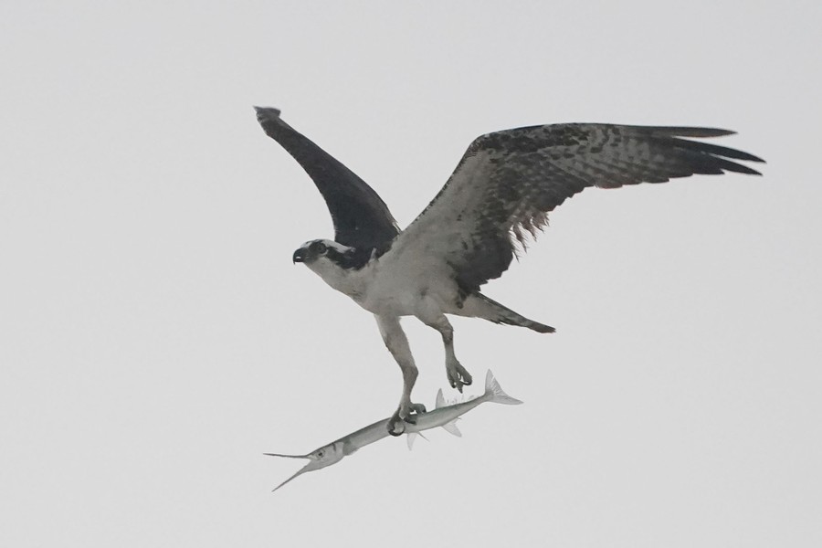 An osprey flies while carrying a long fish in its talons.