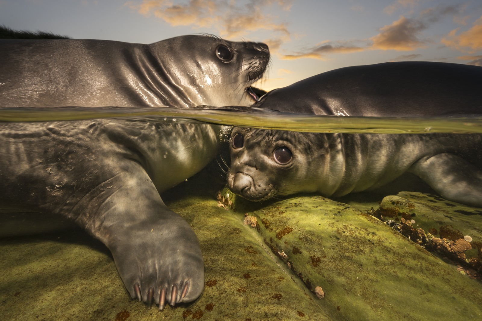 A close view of two young seals in shallow water