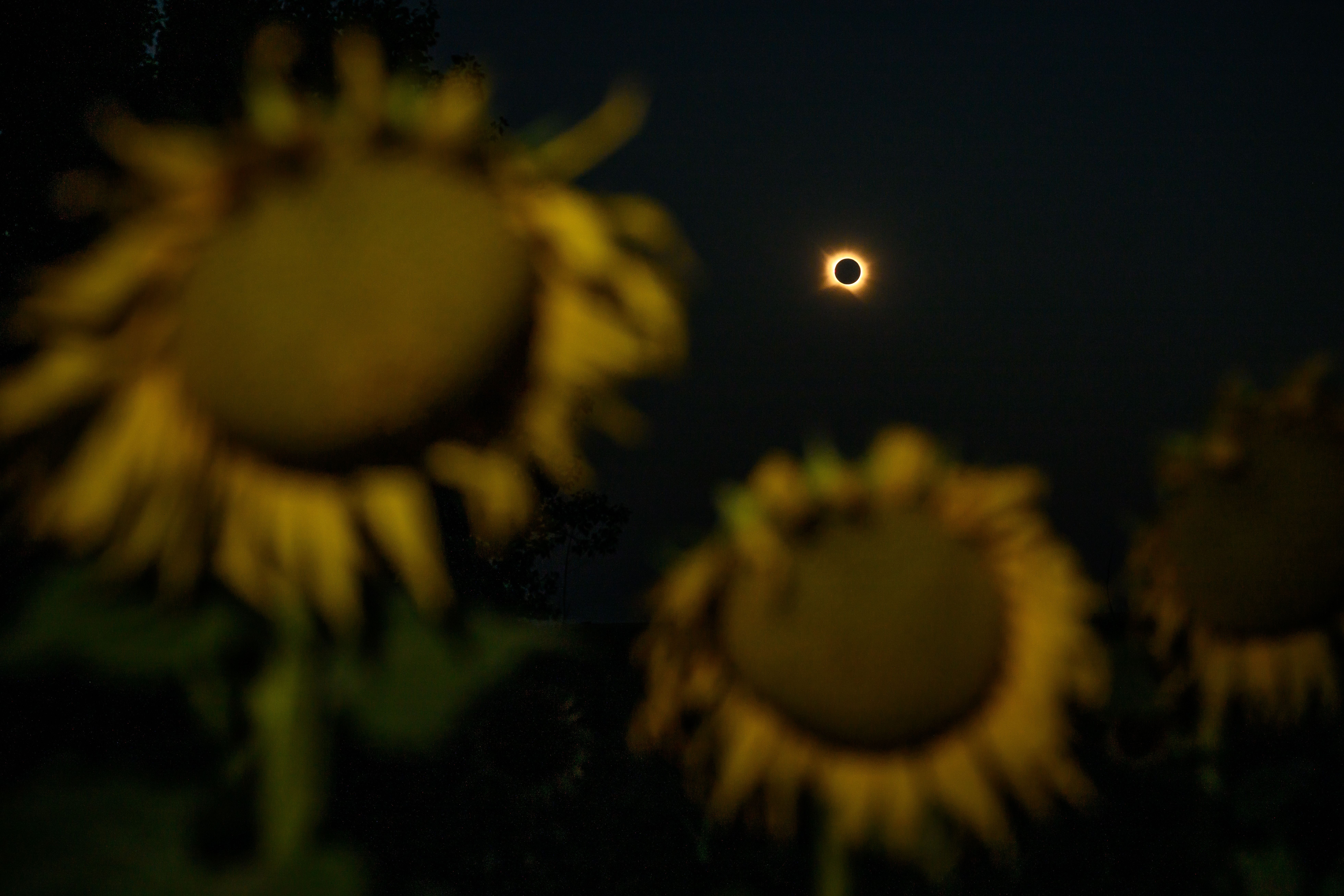 A total solar eclipse is seen above sunflowers.