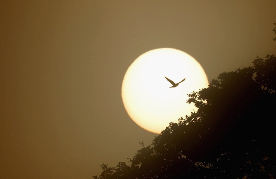 A parakeet is silhouetted against the setting sun.