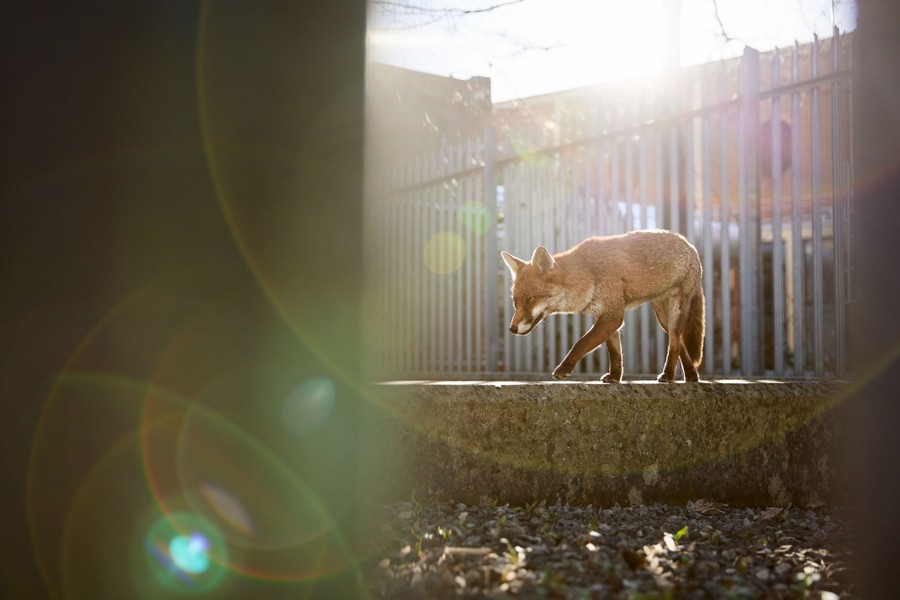 A fox walks beside a metal fence and a building.