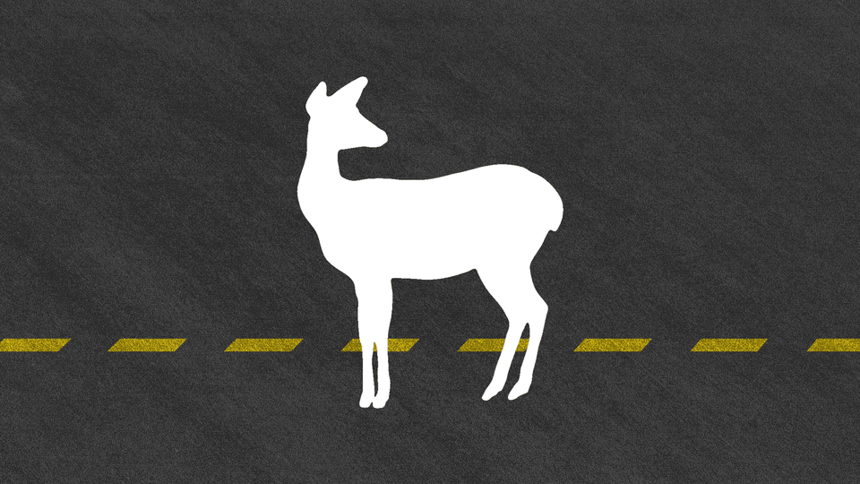 Do the roadkills of different mammal species respond the same way