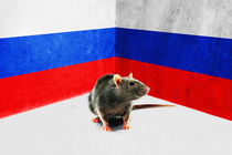 A rat stands in a corner painted with the white, blue, and red stripes of the Russian flag.