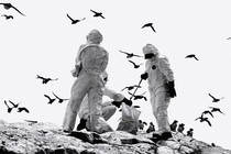 three rangers in hazard suits clear deceased birds as others fly through the sky