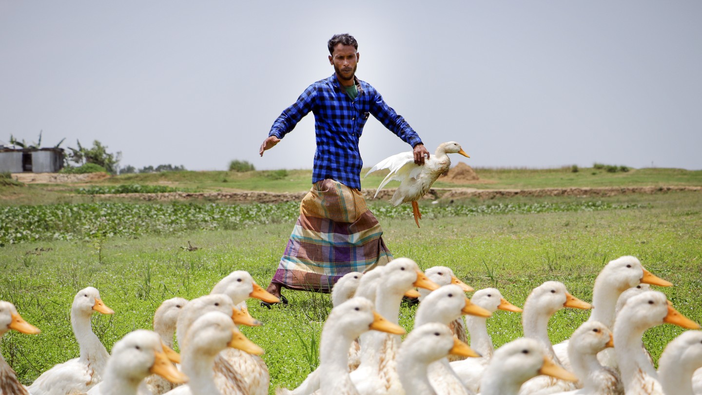 a farmer herds a waddling of ducks