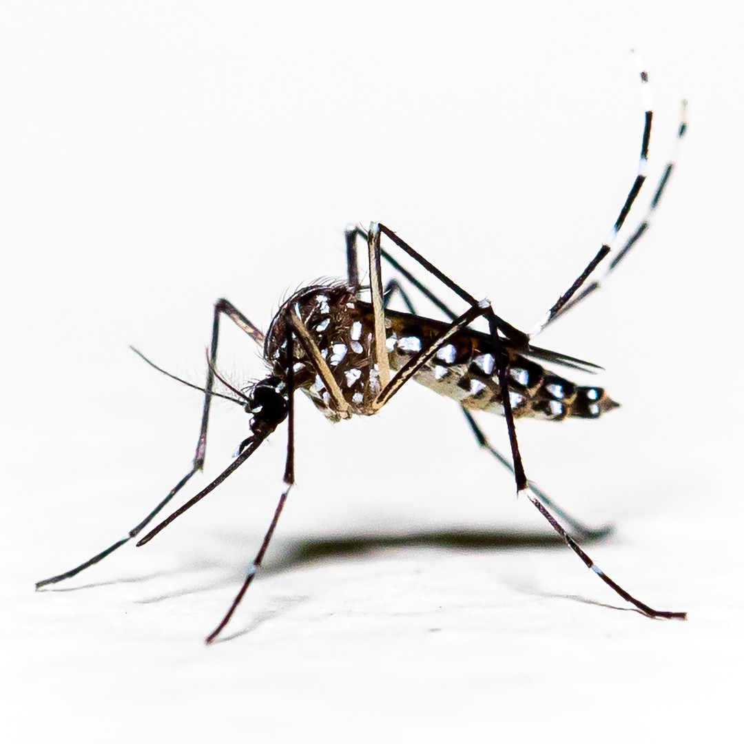 Dengue Mosquitoes Can Be Tamed by a Common Microbe - The Atlantic