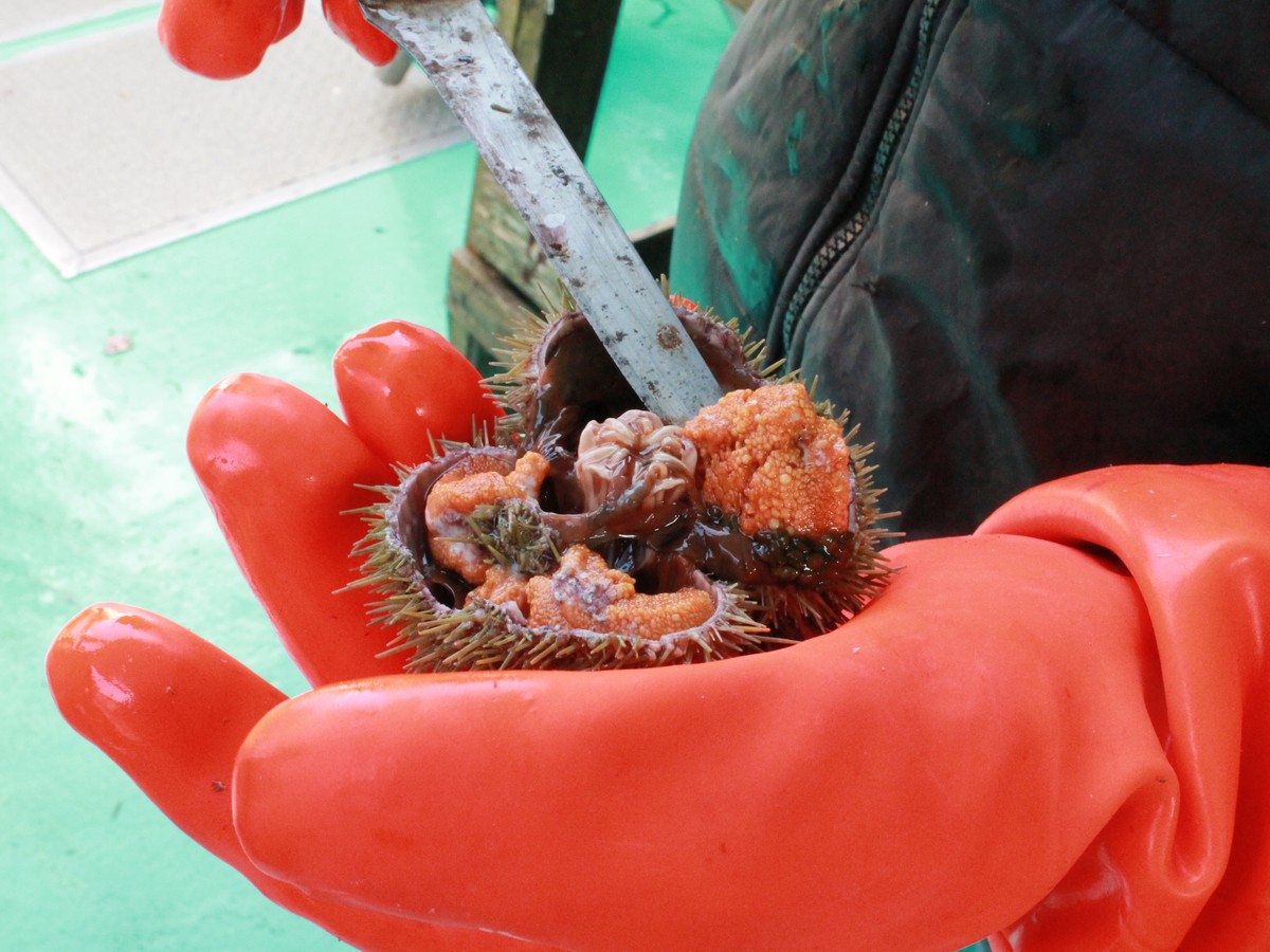 The Great Sea Urchin Crisis - The Atlantic